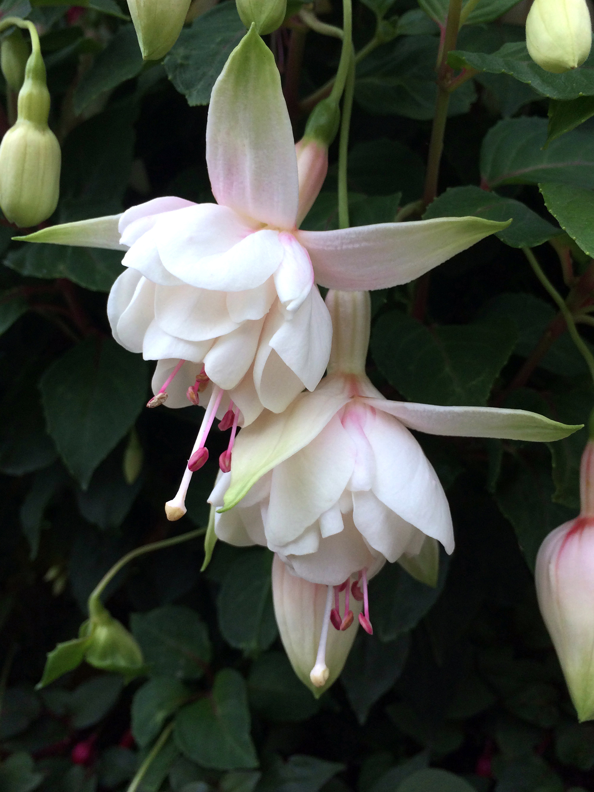 Fuchsia Harry Gray
